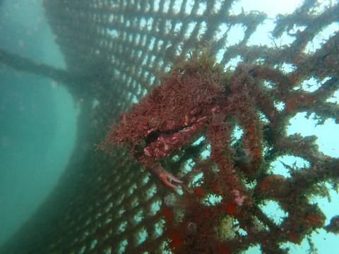 Centollo sp en los arrecifes